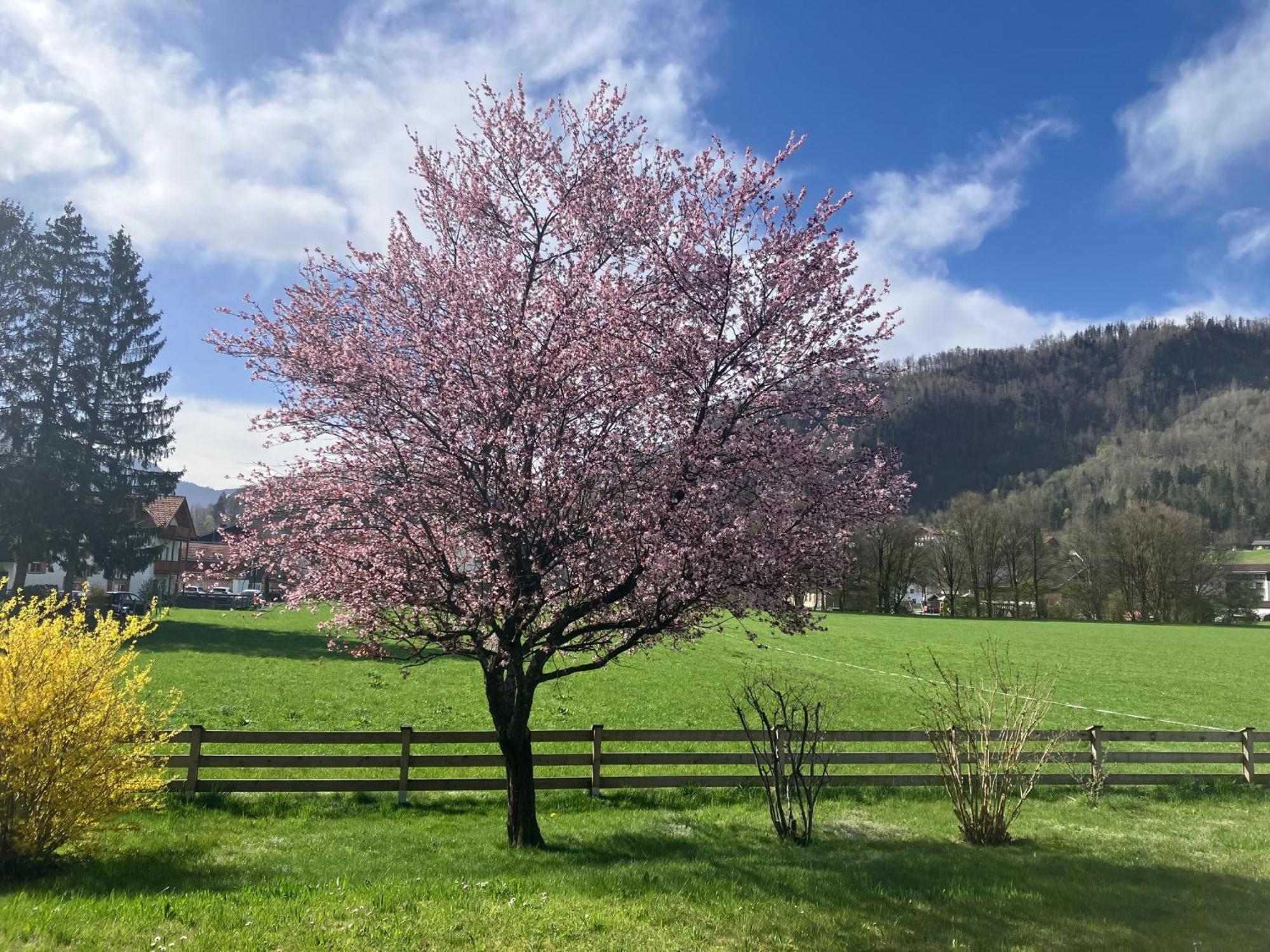 Open Garden Mountain Lodge Oberaudorf Esterno foto